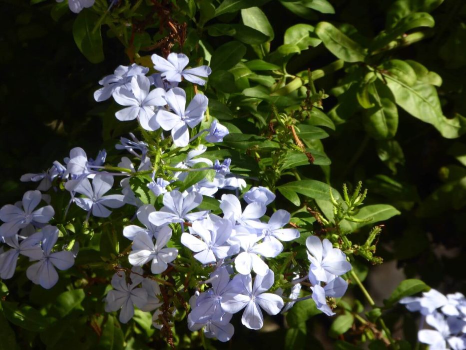 11 P1020042 oktober 2015, Mallorca, Plumbago