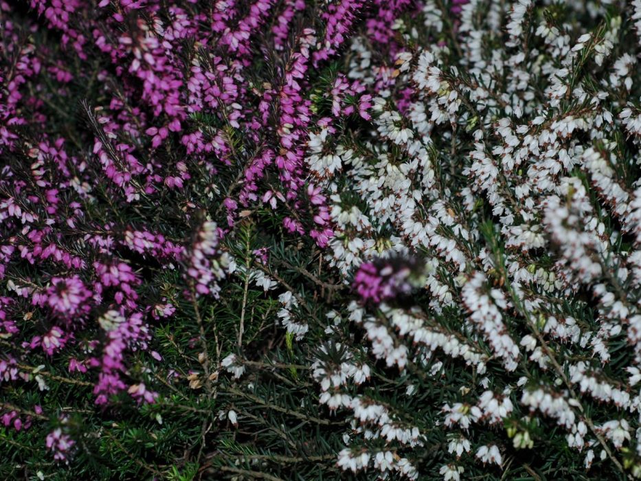 11 marts 2007 facebook DSC_1699 marts 2007, Erica x darleyensis, Ericaceae