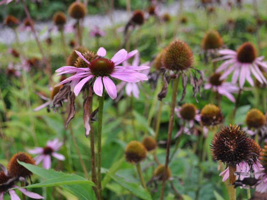 11 solhat, Echinacea purpurea, DSC_2967 september 2011, kolonihave,