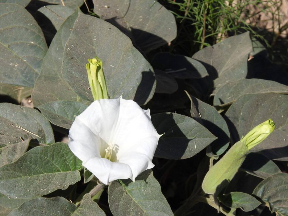 12 DSCN2120 december 2018, Tenerife, Datura