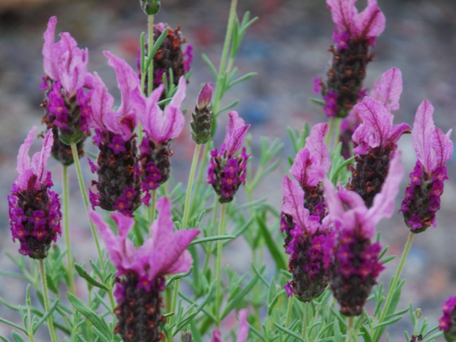 12 DSC_0335 august 2007, Handelspladsen, Lavandula, sommerfuglelavendel