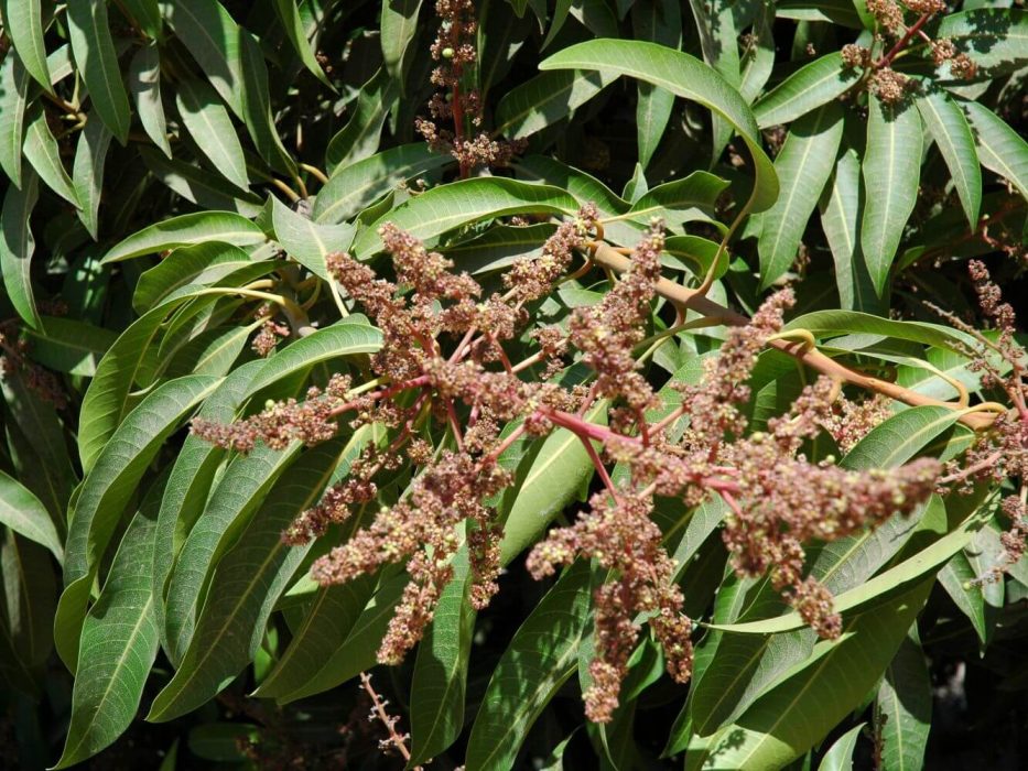 12 DSC_0384 september 2005, Sydafrika, Avocado