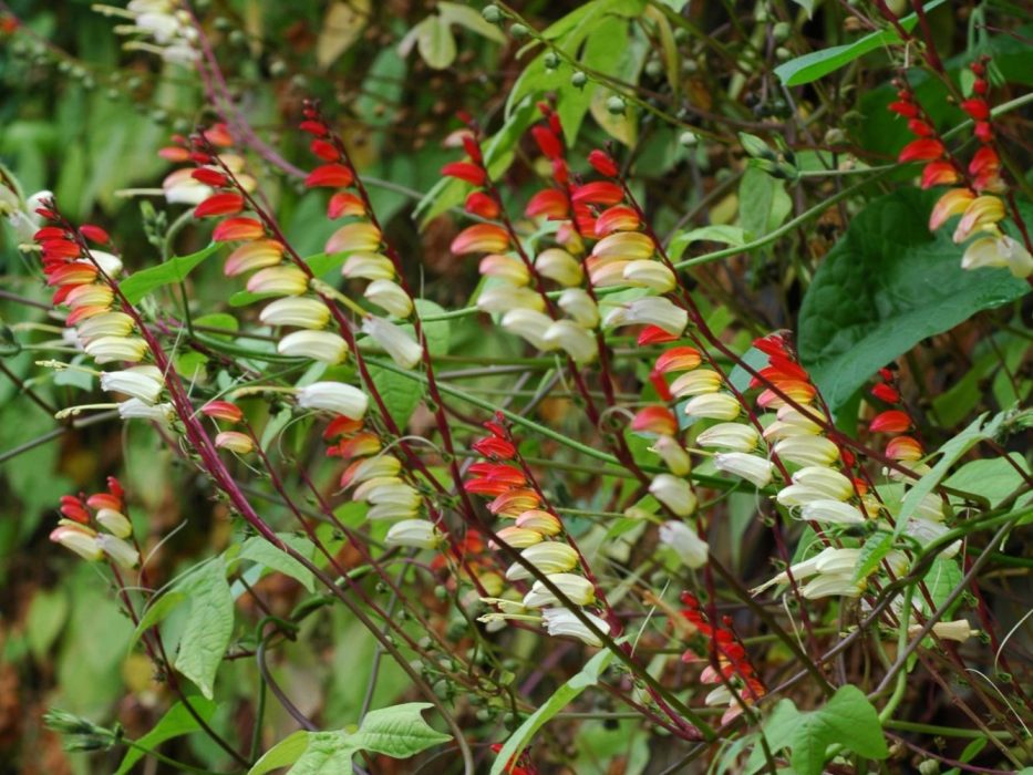 12 DSC_1321 September 2006, KVL, Ipomoea lobata