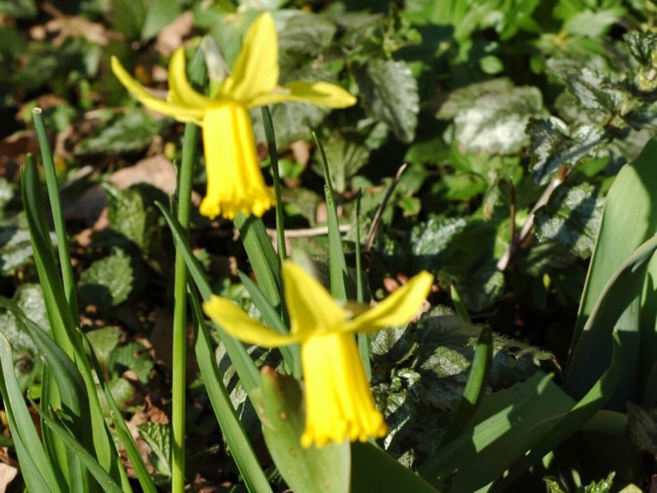 12 DSC_1777 marts 2007, narcisser