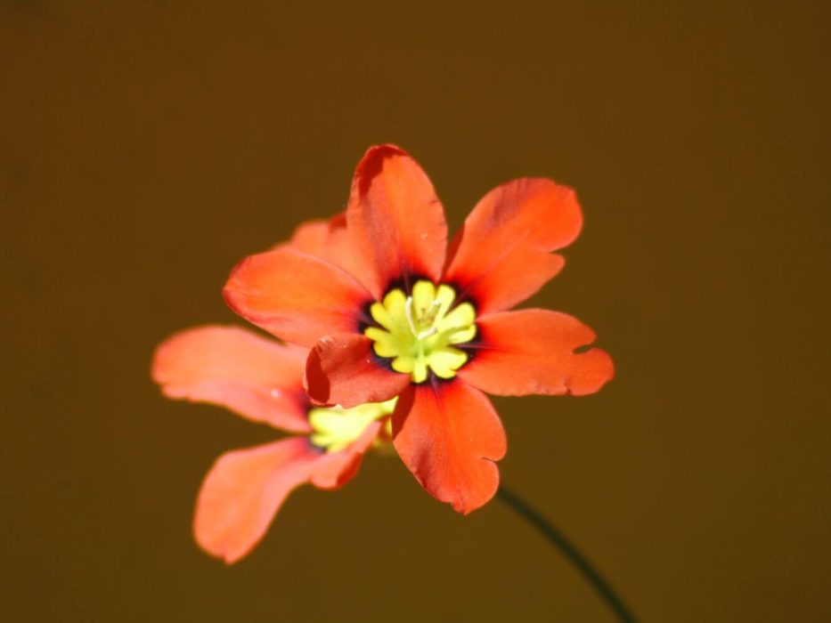 12 DSC_1817 april 2007 Sparaxis, harlekinblomst