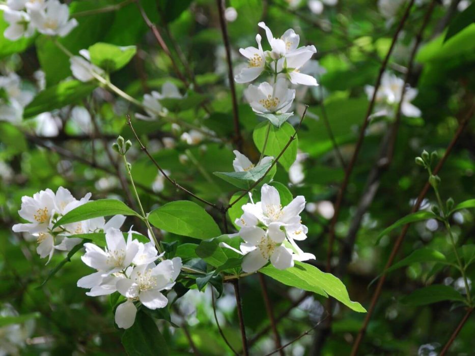 12 DSC_2219 maj 2008, Azorerne, Lissabon, Philadelphus