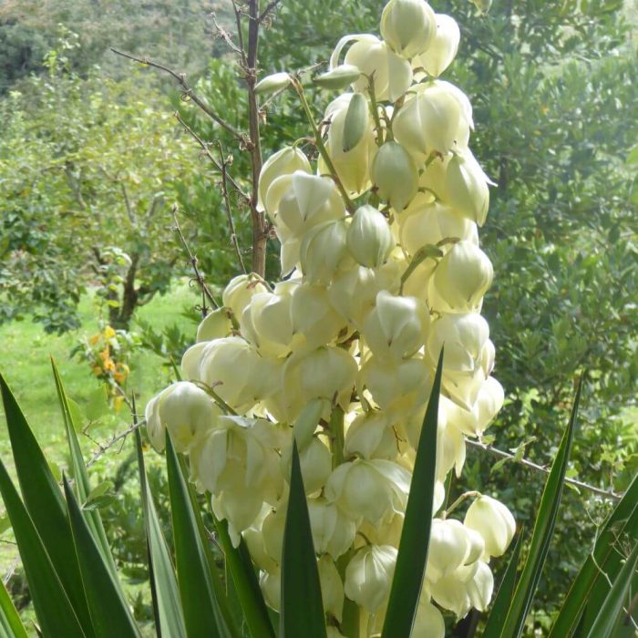12 P1020161 oktober 2015, Mallorca, Yucca
