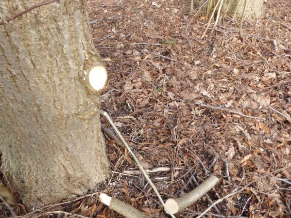 12 P1020674 februar 2016, Frilandsmuseet, beskæring