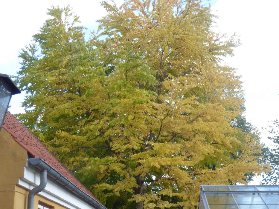 12 P1040642 oktober 2018, hjertetræ