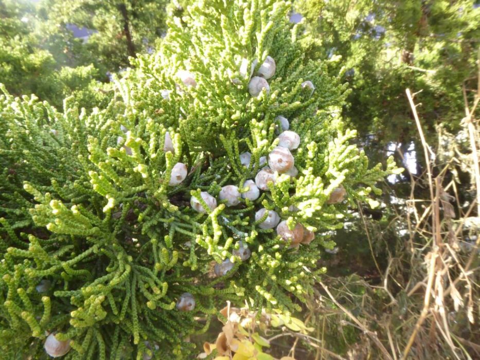12 P1060942 januar 2022, New York, ene, frugter, Juniperus