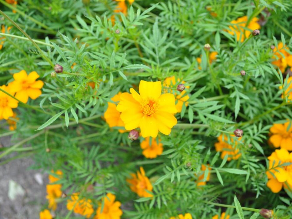 12 Tagetes, DSC_2925 september 2011, kolonihave,