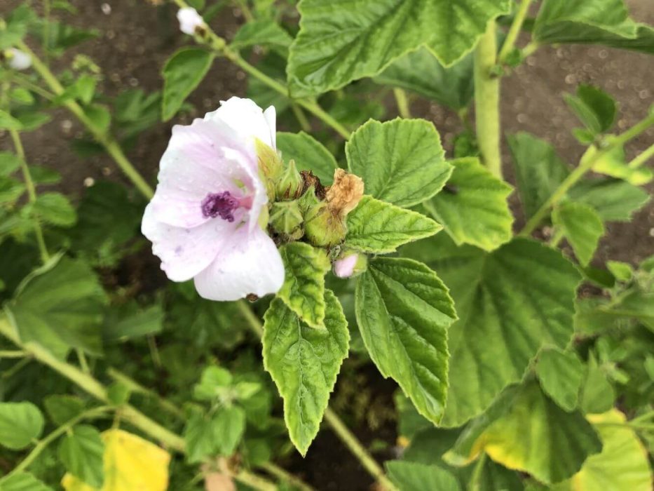 12 lægestokrose