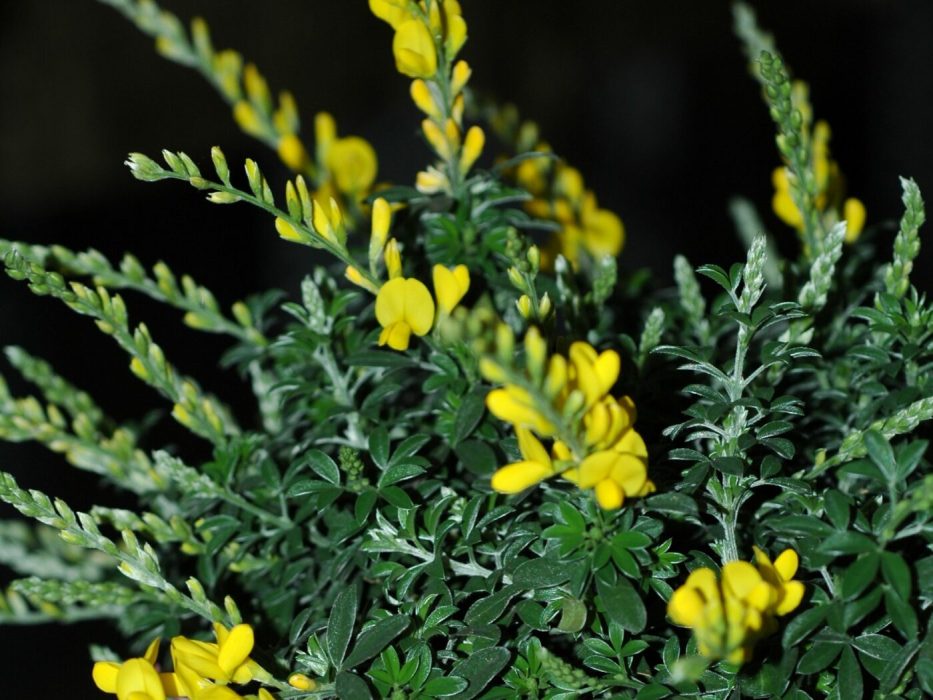 12 marts 2007DSC_1672 , Genista x spachiana, syn. Cytisus x racemosus, potteplanter