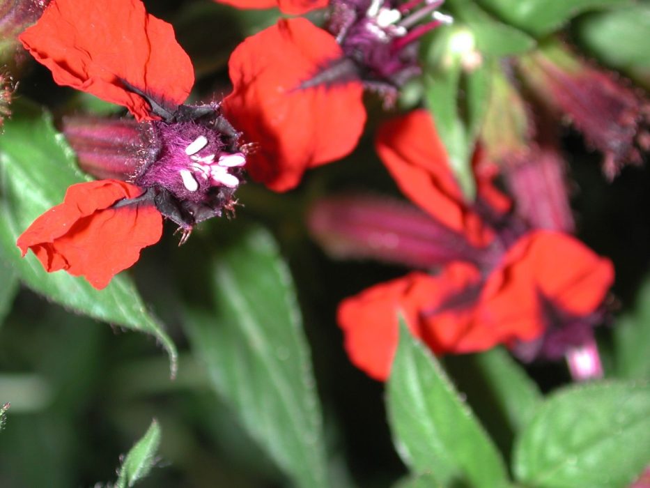 13 DSCN1249 maj 2002, nyheder, Cuphea llavea