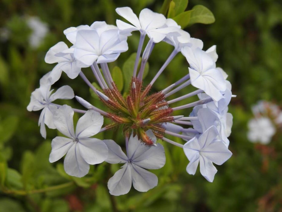 13 DSCN2279december 2018, Tenerife, giftplanter, Plumbago capensis