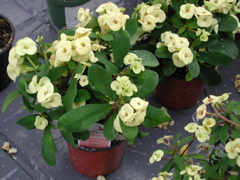13 DSCN3024 april 2004 KVL Euphorbia milii Dinni evt. nyhed