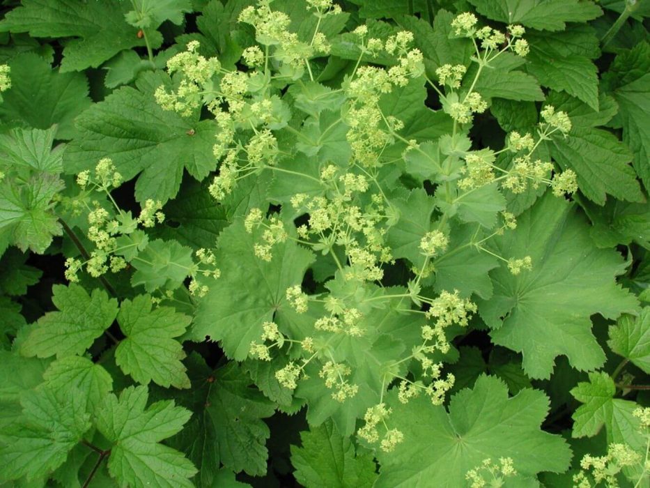 13 DSCN4512 løvefod, Alchemilla, juli 2005