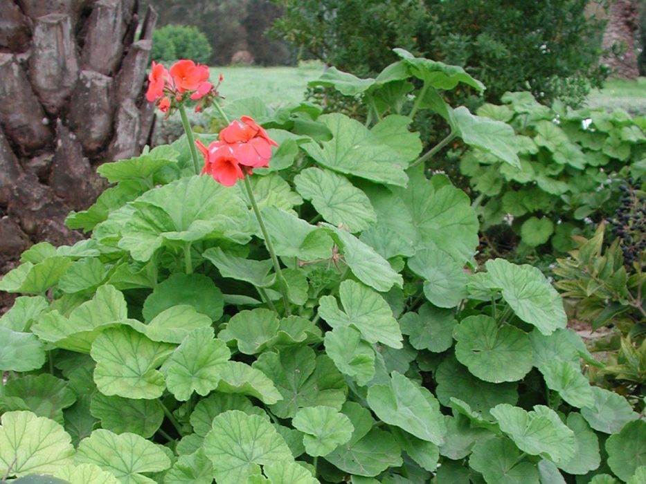 13 DSCN4834 Malta febr. 2006 Pelargonium