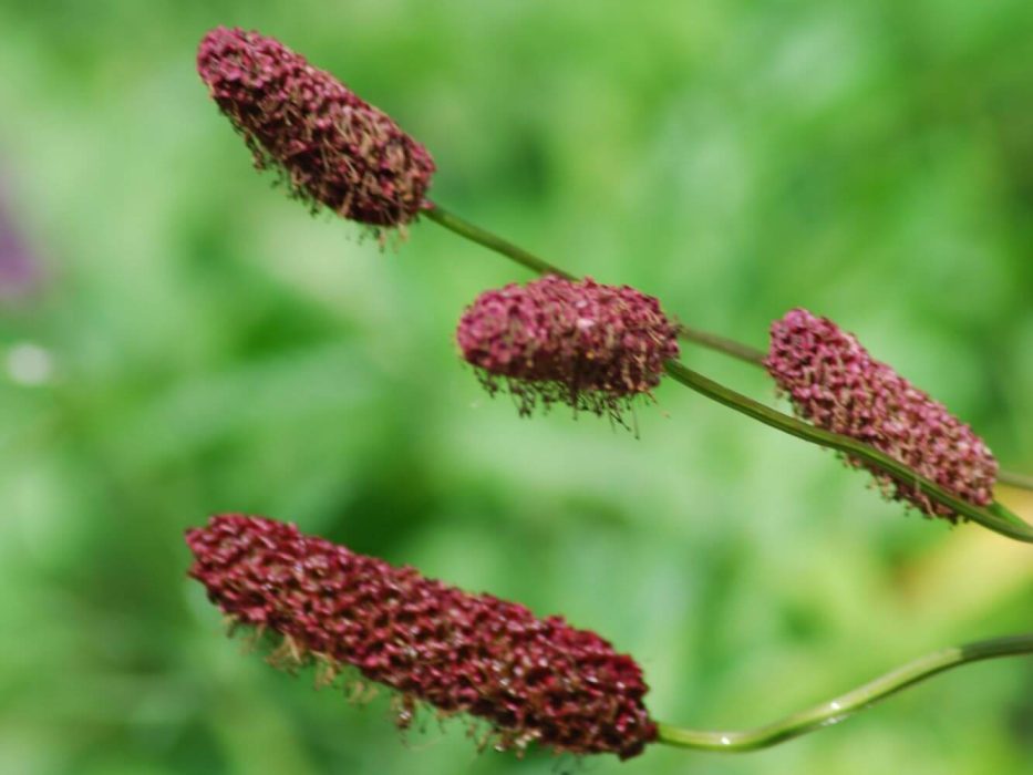 13 DSC_0058 Juni 2007, Sanguisorba menziesii