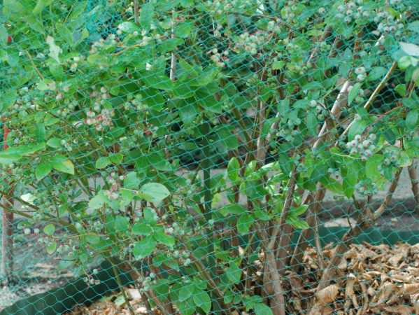 13 DSC_0105 Juni 2007, frugtbusk