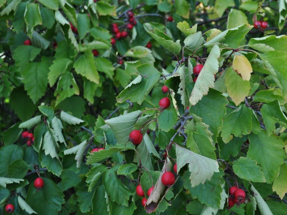 13 DSC_1036 tjrøn, Crataegus intricata, September 2009 konsulenttur