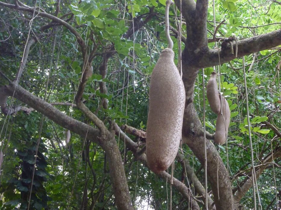13 P1070392 januar 2014, Puerto Rico, Kigelia pinnata, pølsetræ