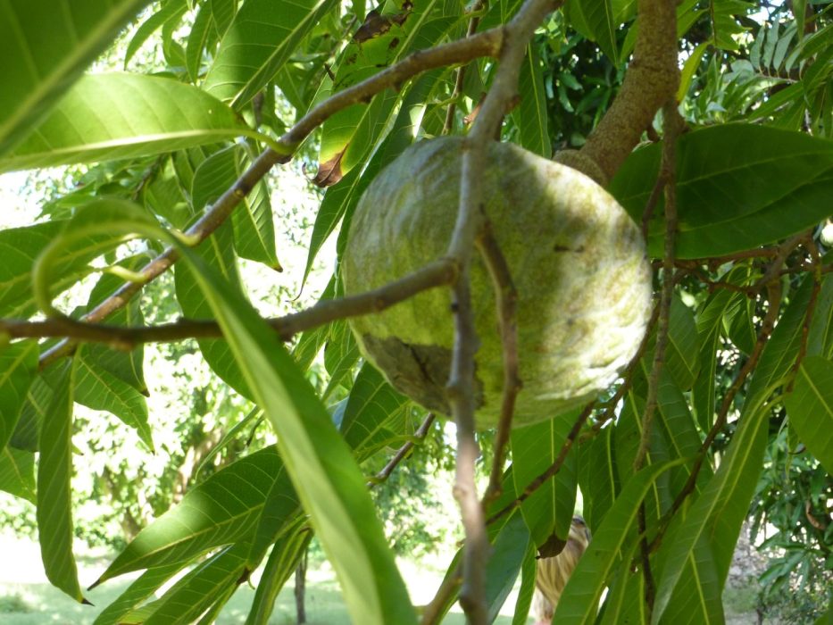 13 P1070439 januar 2014, Puerto Rico, net-annona, Annona reticulata