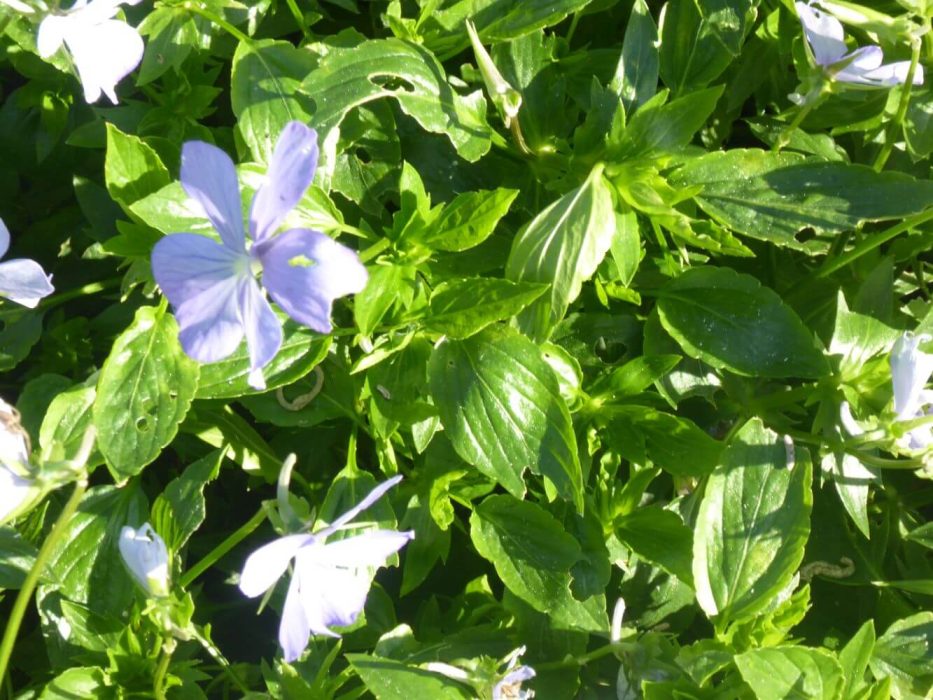 13 Platycodon