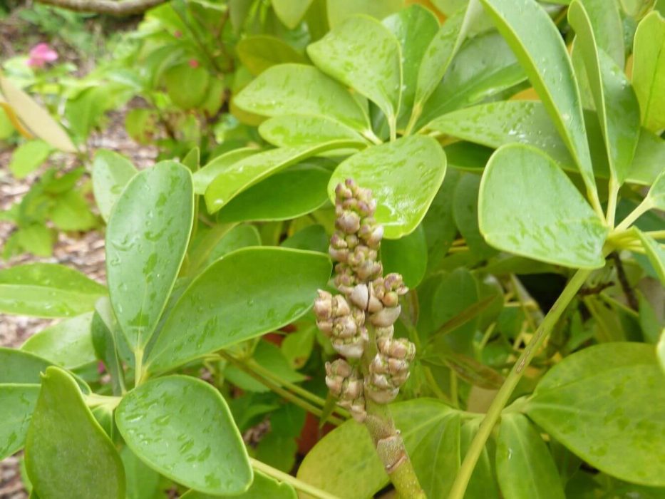13 Schefflera måske blomst