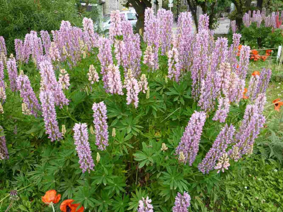 13 Sydamerika 323 lupin