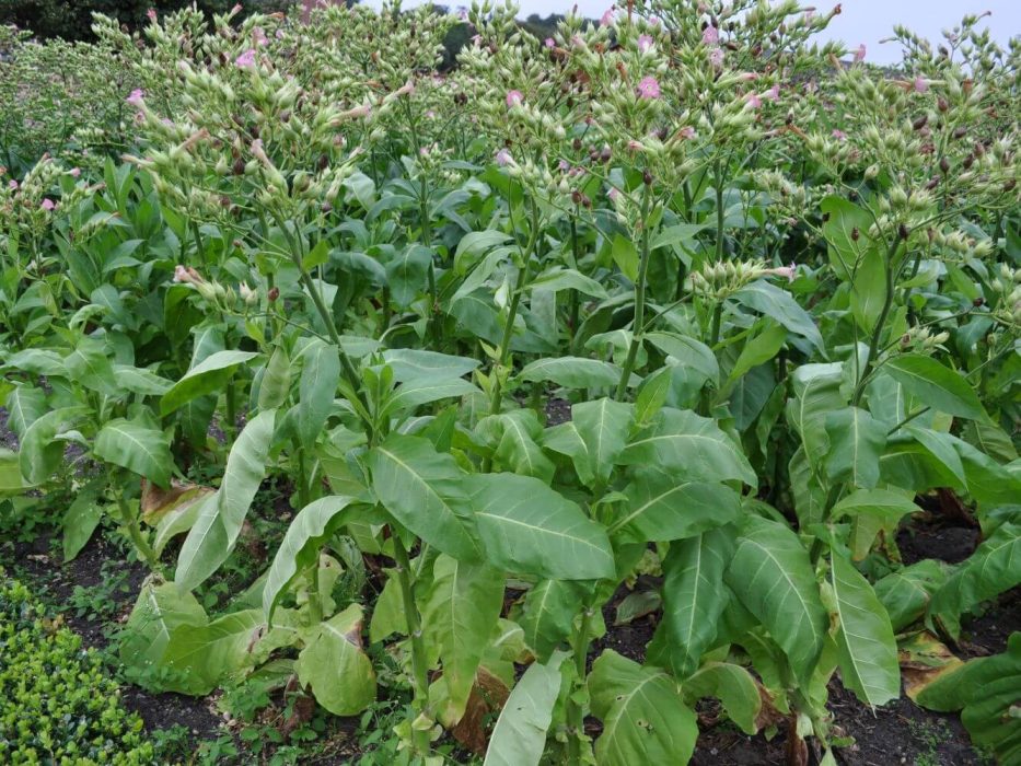 13 virginsk tobak, Nicotiana tabacum, DSC_2973 september 2011, kolonihave,