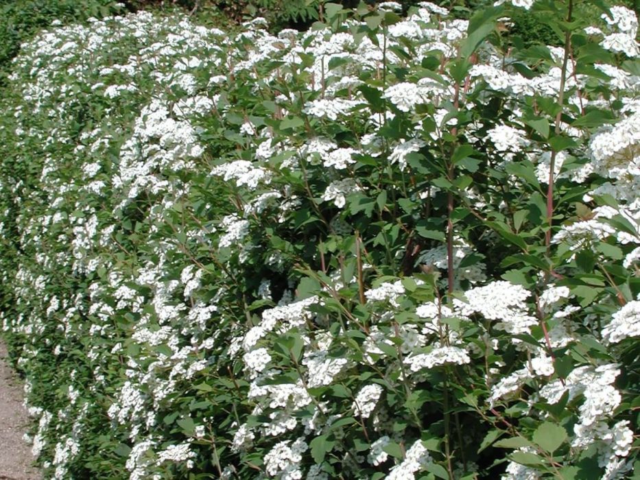 14 DSCN1941 juni 2003, Spiraea, snedrivebusk, HF Frem