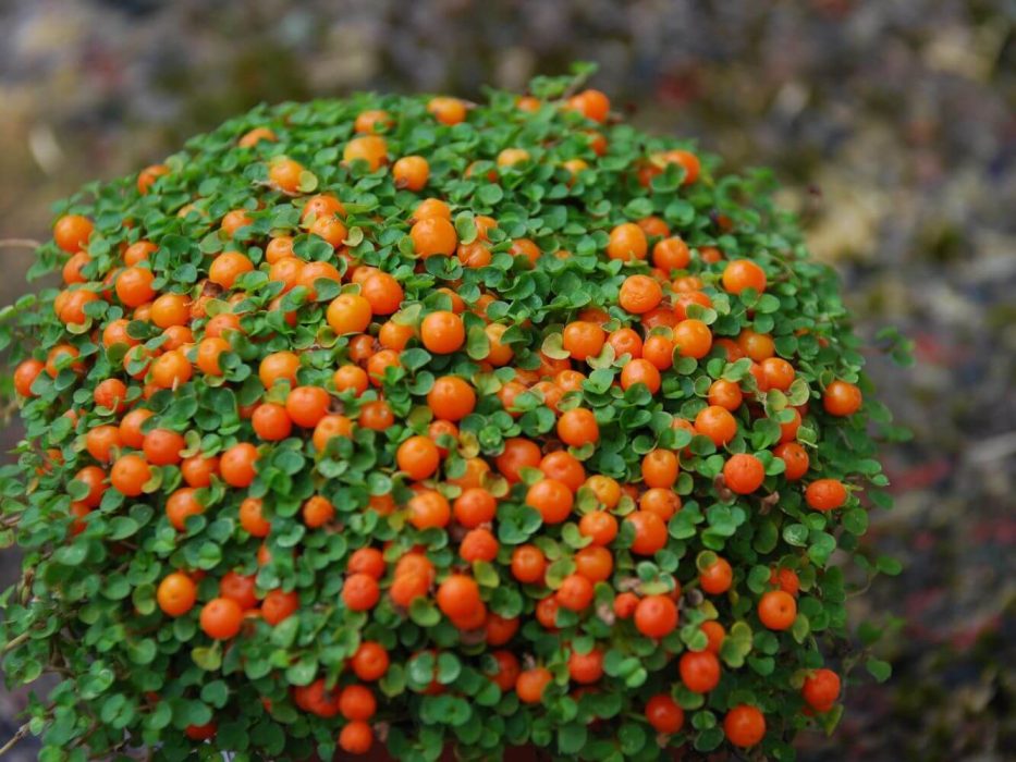 14 DSC_0357 august 2007, Handelspladsen, Nertera granadense