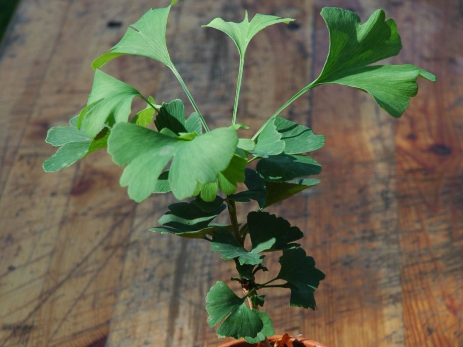 14 DSC_1015 august 2006, Garden Living, Ginkgo biloba som potteplante