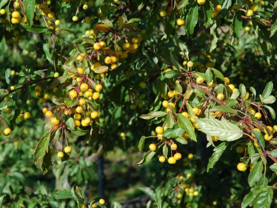 14 DSC_1185 September 2006, Pometet, Malus sieboldii Hesse