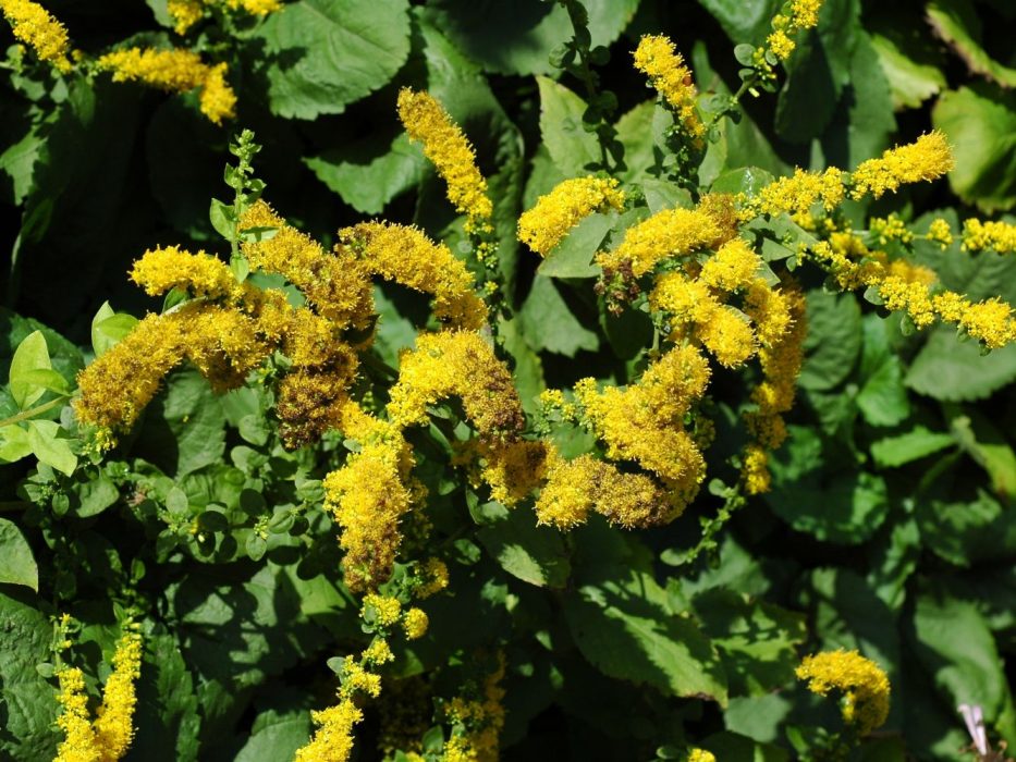 14 DSC_1435 September 2006, KVL, Solidago spathulata, gyldenris Ko