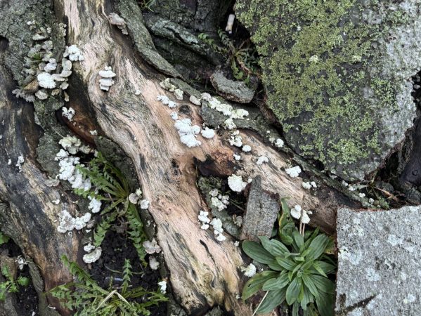 14 IMG_5985 December 2024, lav