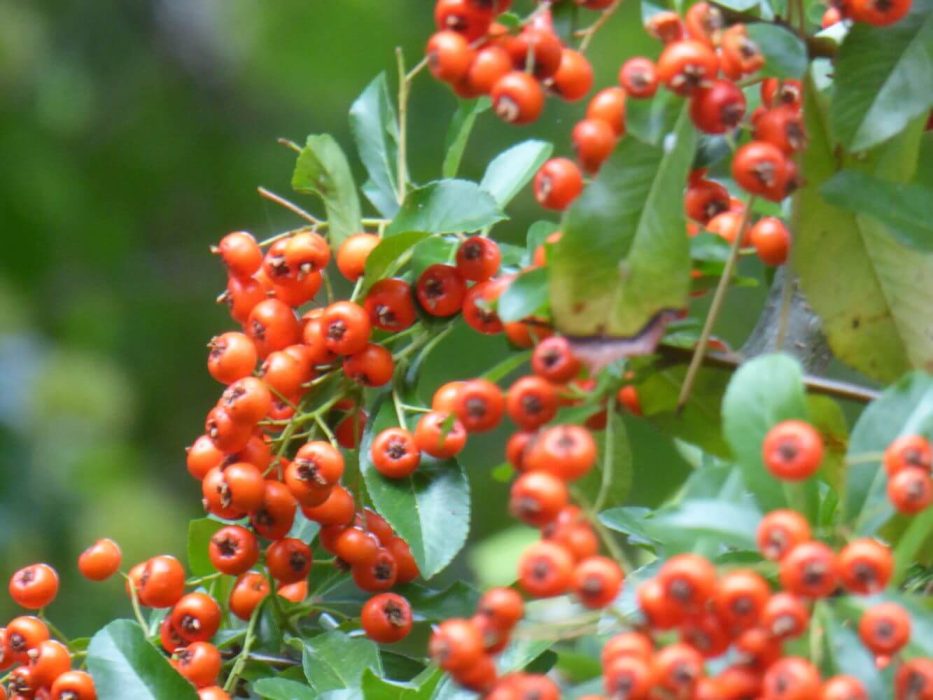 14 P1040670 oktober 2018, ildtorn, frugt, cotoneaster