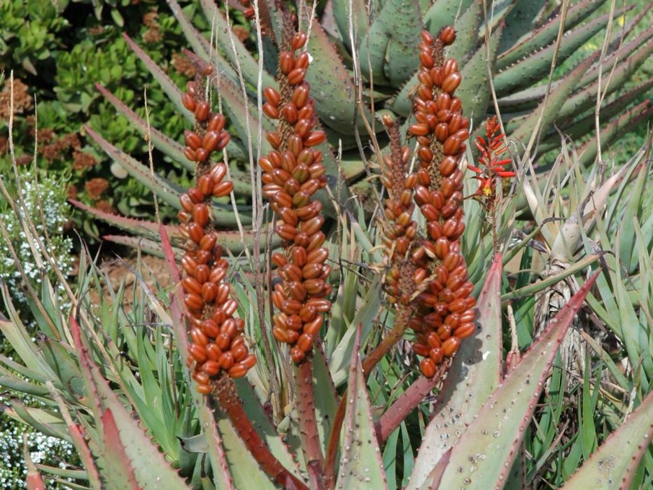 15 Aloaceae, DSC_0106 Aloe ferox, nærb september 2005, Sydafrika