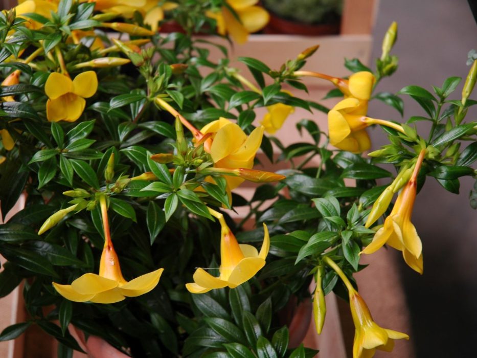 15 Apocynaceae, DSC_0996 august 2006, Allamanda Anne