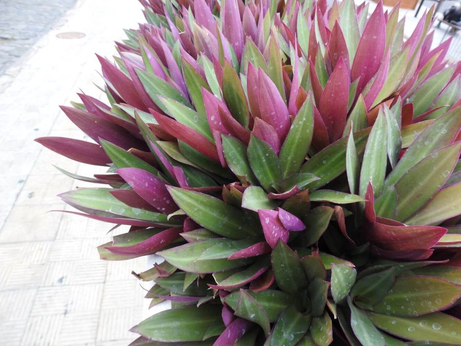 15 DSCN2414 december 2018, Tenerife, Cordyline