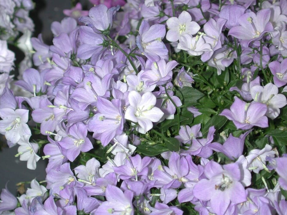 15 DSCN3026 april 2004 KVL Campanula