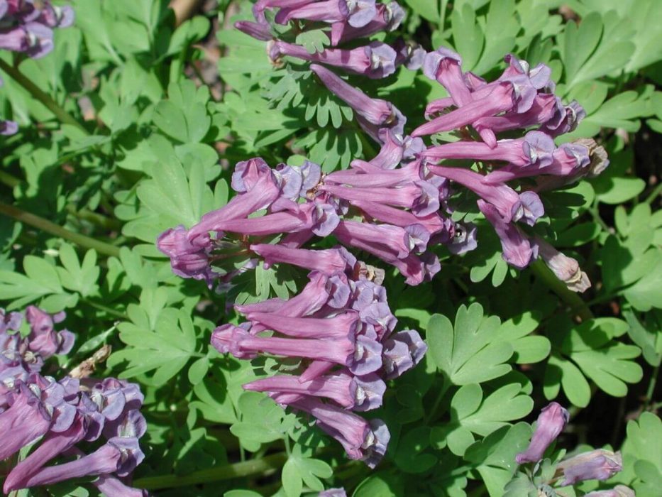15 DSCN4277 lærkespore, Corydalis, maj 2005