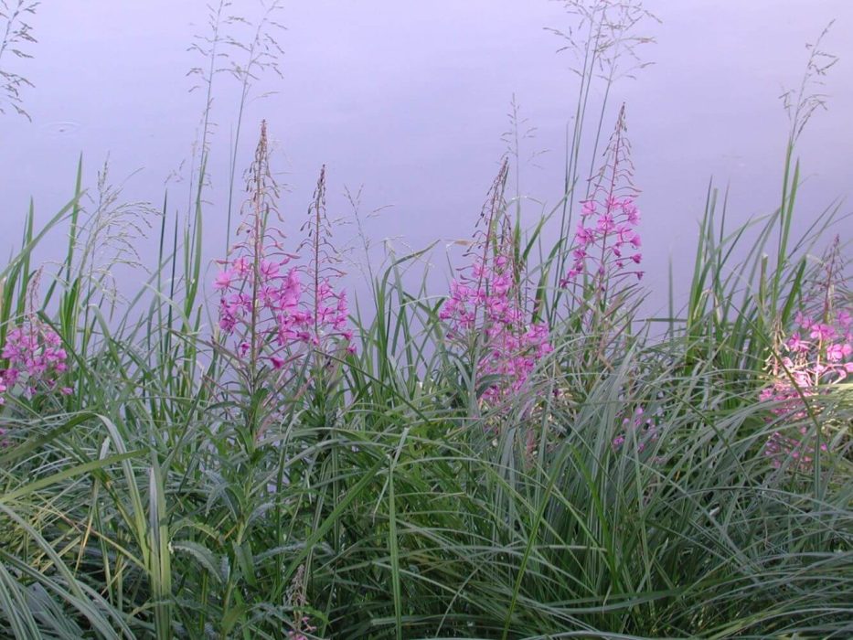 15 DSCN4556 dueurt Epilobium