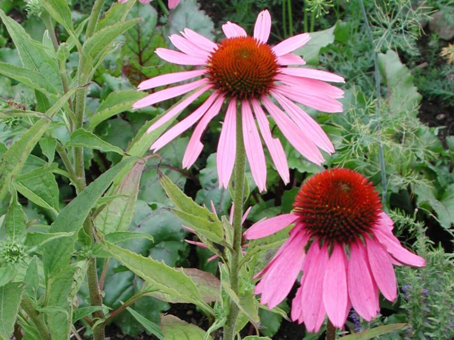 15 DSCN4637 Echinacea purpurea, purpursolhat