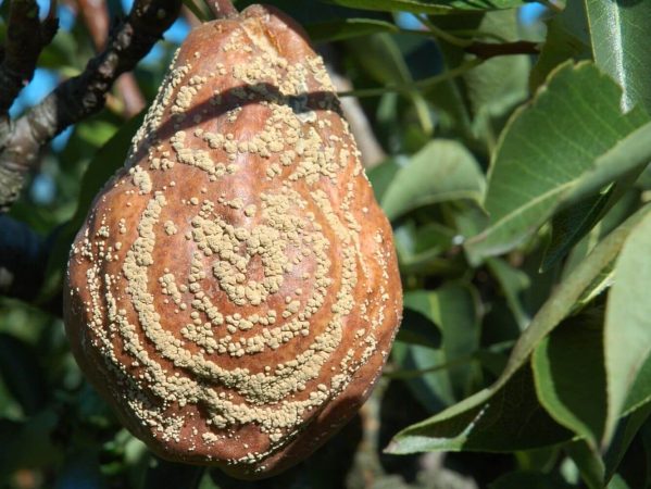 15 DSC_1201 September 2006, Pometet, pære William svamp