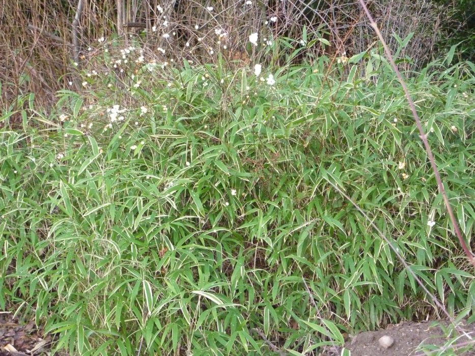 15 P1000738 december 2009, bambus, Pleioblastus variegata, snebær