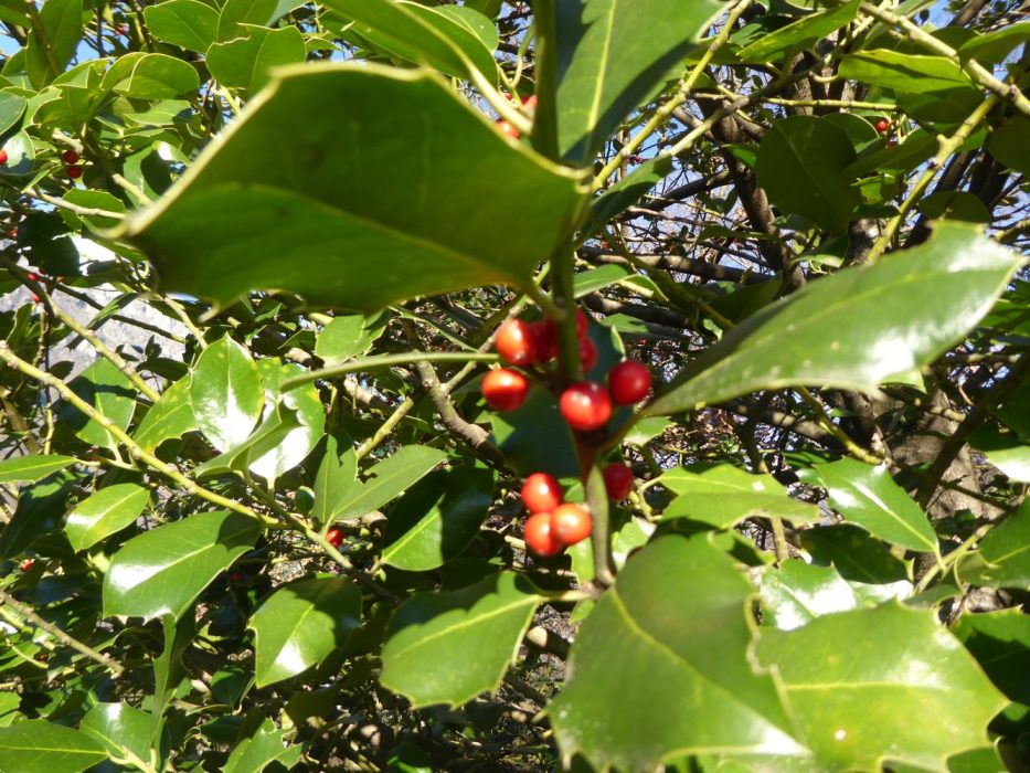 15 P1070829 januar 2024, Chiavenna, Parco Paradiso, kristtorn, Ilex
