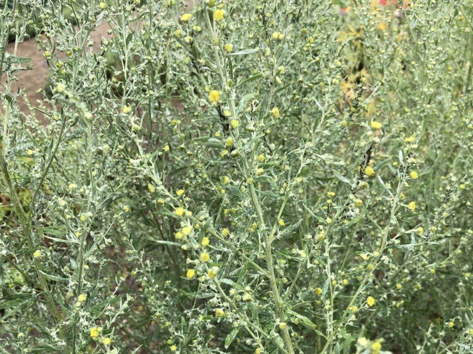 15 malurt i blomst