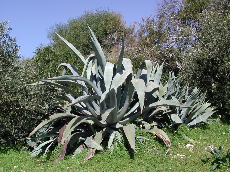 15 marts 2025 DSCN4822 Malta febr. 2006 Agave